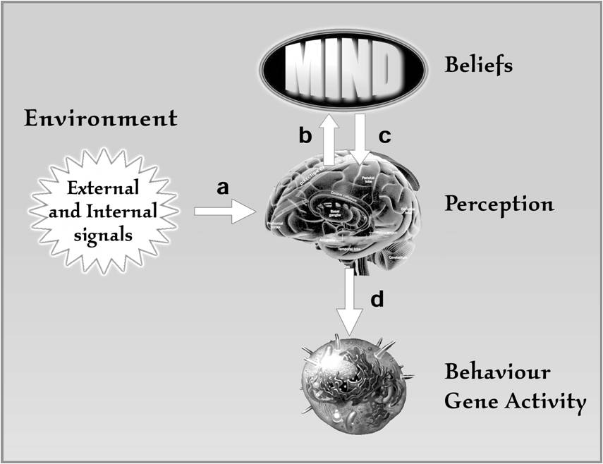 mind cell